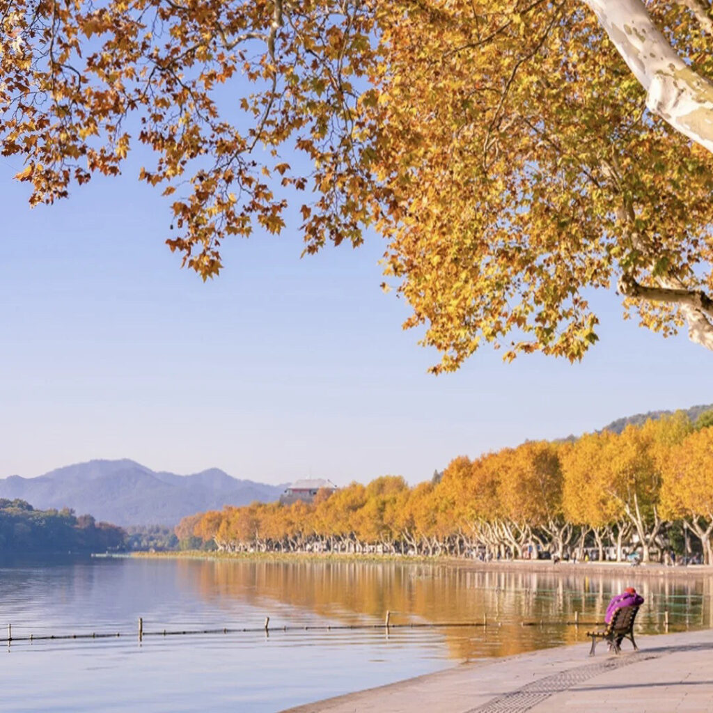 West Lake in autumn with golden ginkgo trees lining the causeway under a clear blue sky
