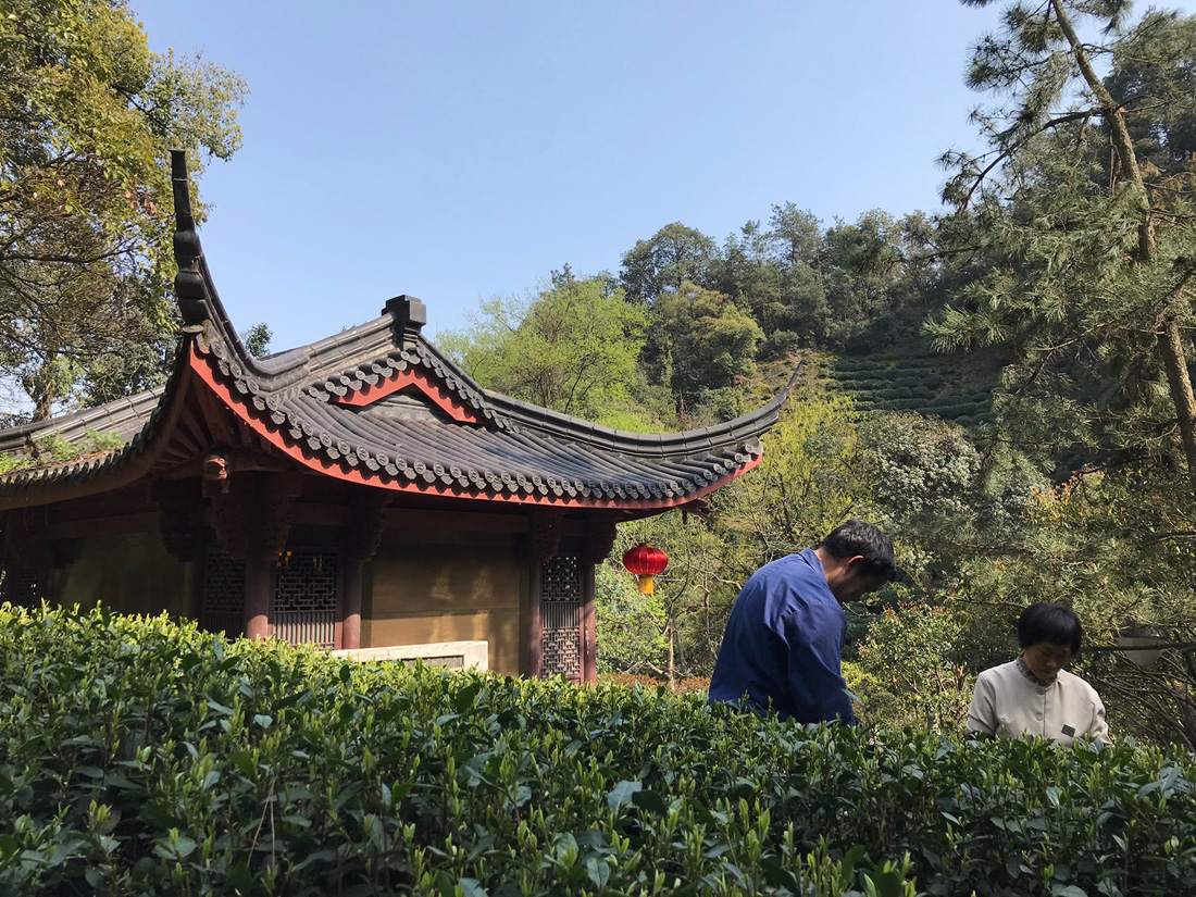 Panoramic view of Longjing Village terraced tea fields with mist in the background and traditional village rooftops