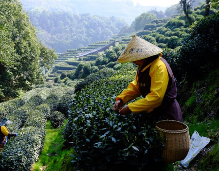 Two tea pickers in conical straw hats picking tender Longjing leaves on a terraced hillside in the morning light
